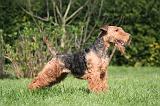 WELSH TERRIER 021